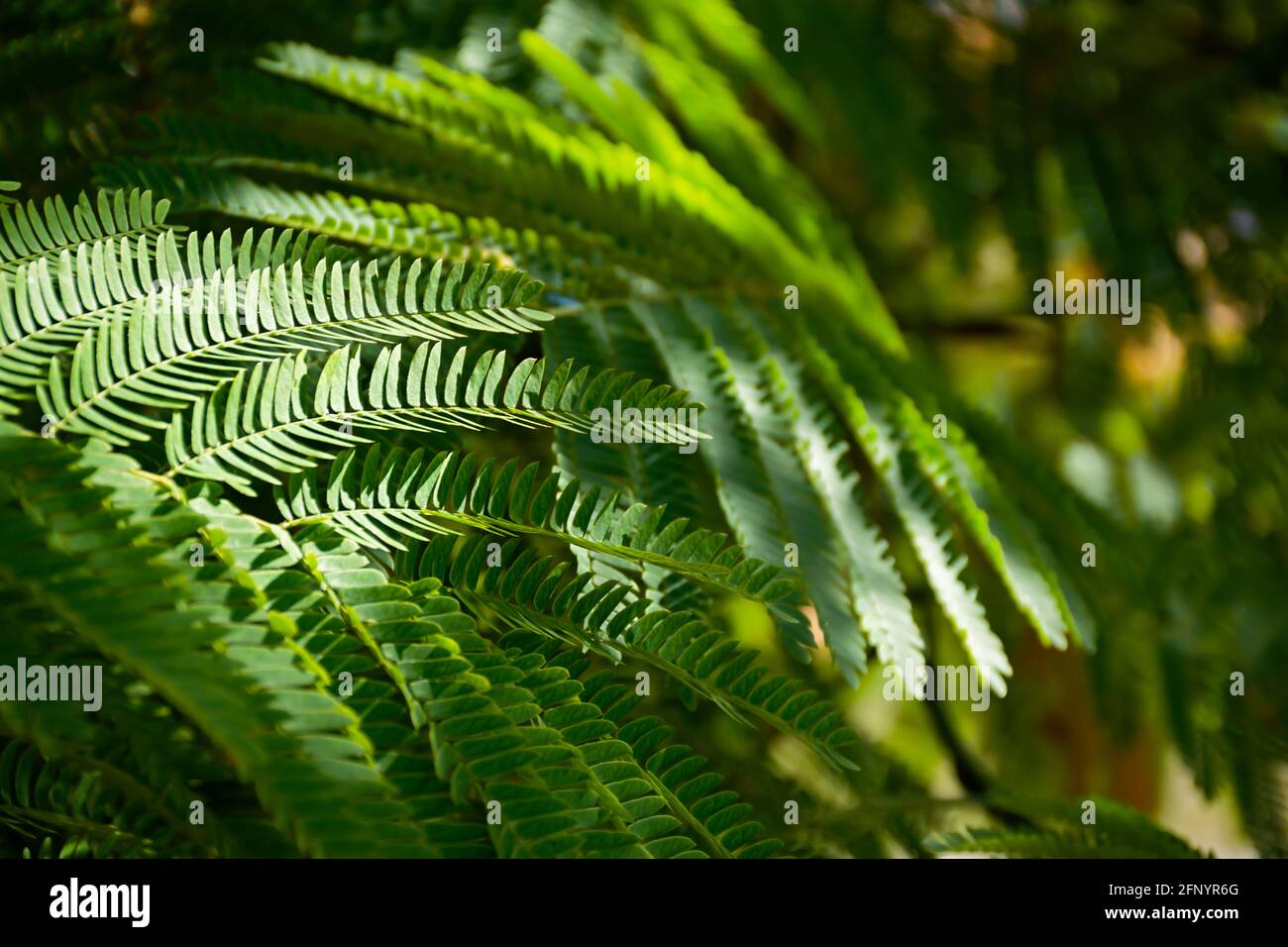 Lenkoran acacia albizia green carved leaves close-up. Summer abstract natural background. Low depth of field with blurring. Copy space, tropical natur Stock Photo