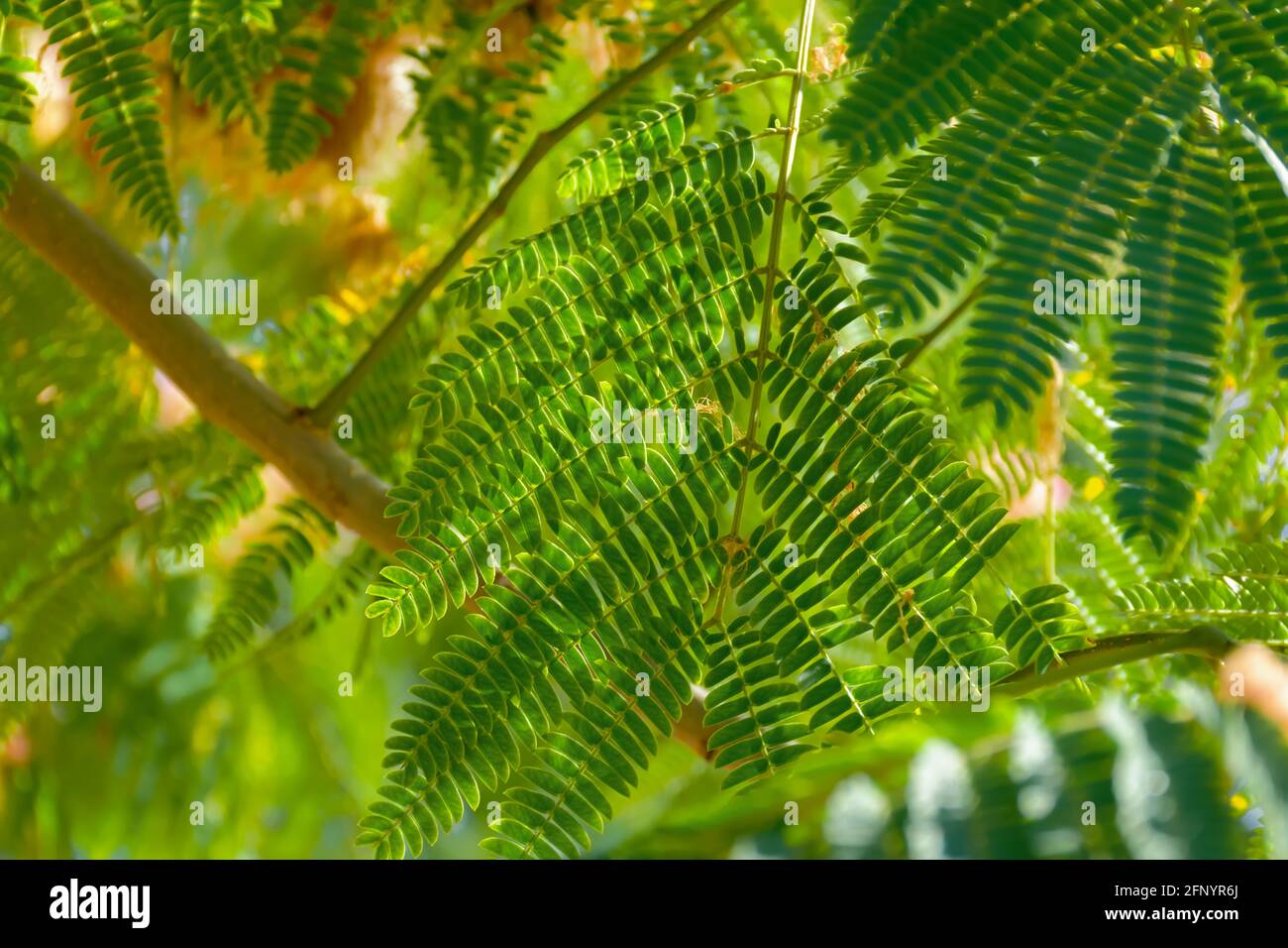Lenkoran acacia albizia green carved leaves close-up. Summer abstract natural background. Low depth of field with blurring. Copy space, tropical natur Stock Photo