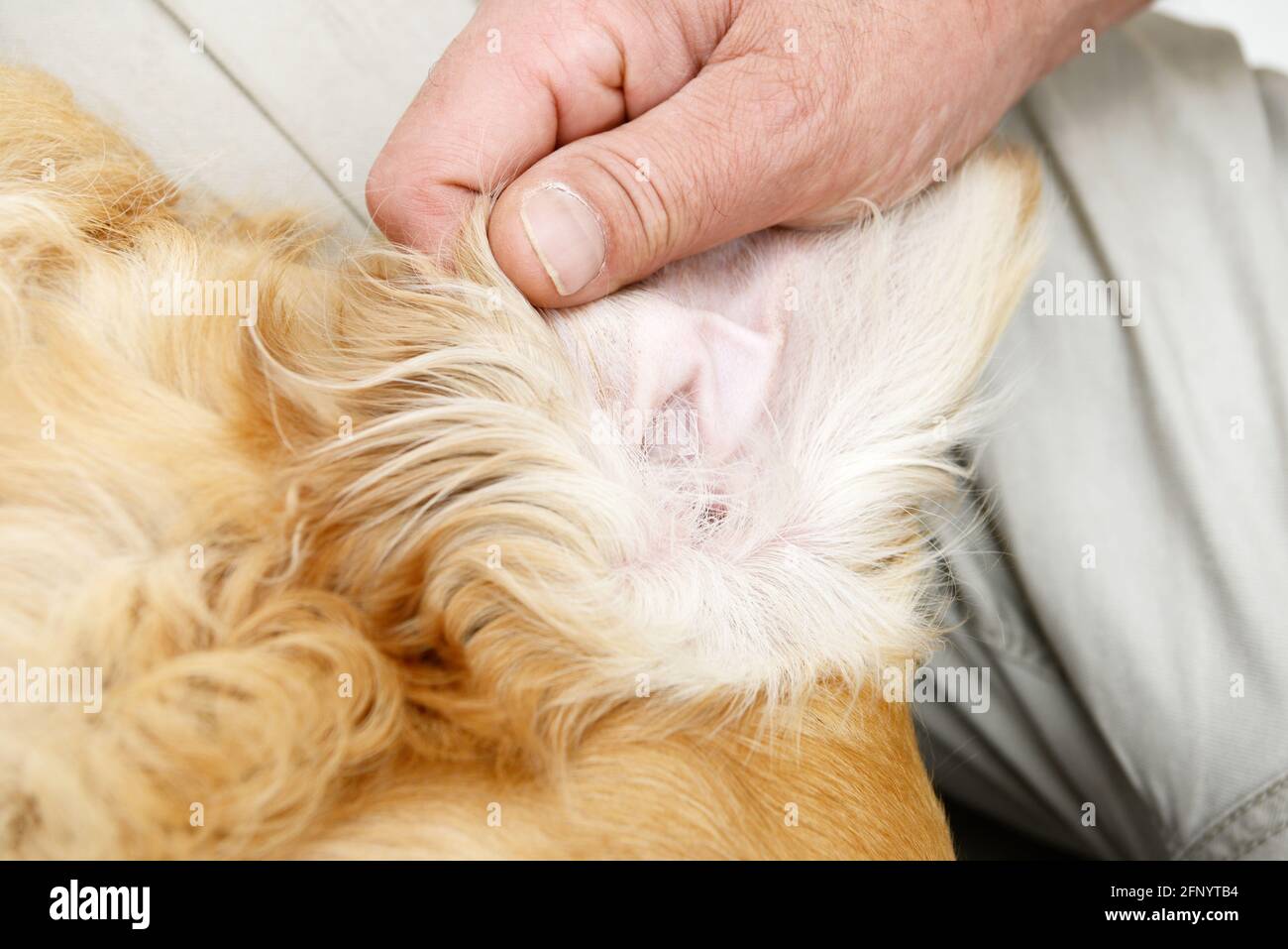 man makes ears control at the  dog Stock Photo