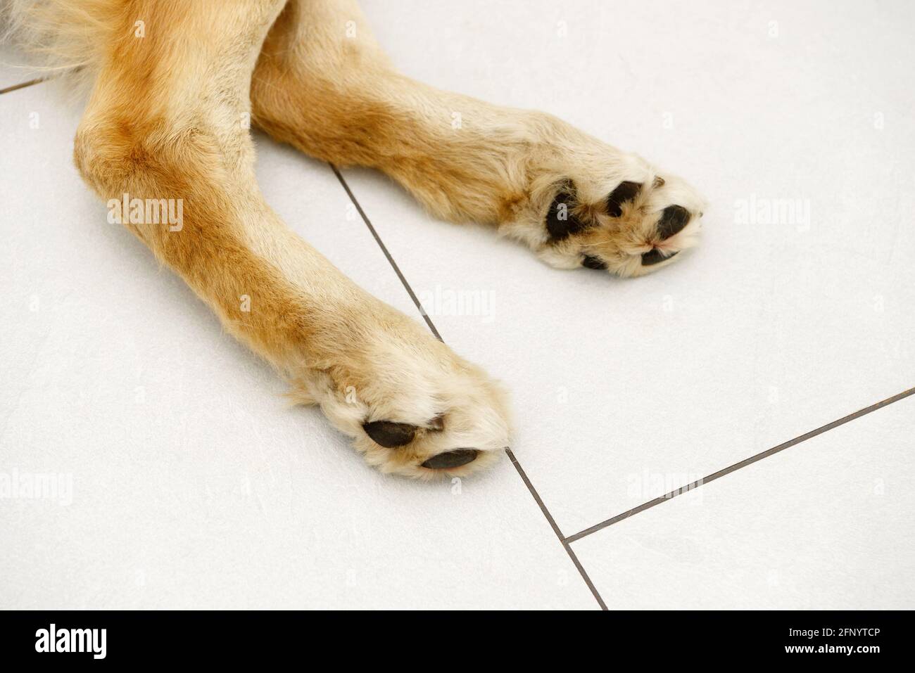 dog paw from golden retriever lying on white tile Stock Photo