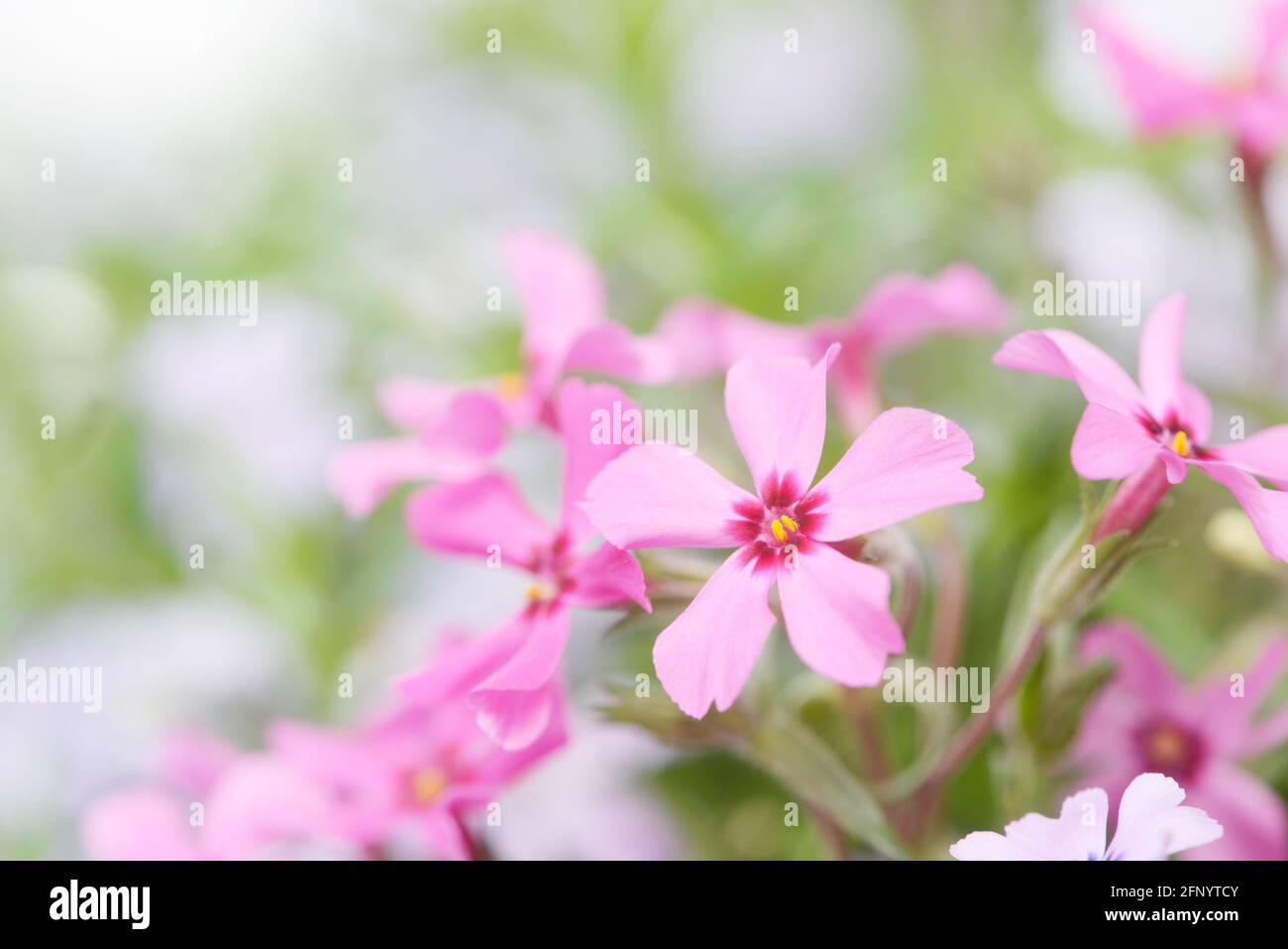 Colorful Phlox in the nature Stock Photo