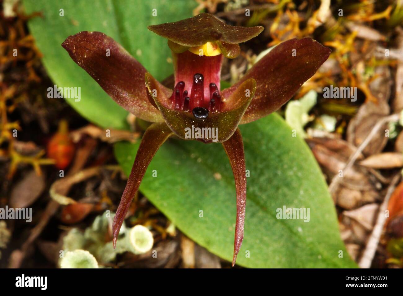Red flowering Simpliglottis triceratops, Three-Horned Bird Orchid in natural environment, Tasmania Stock Photo