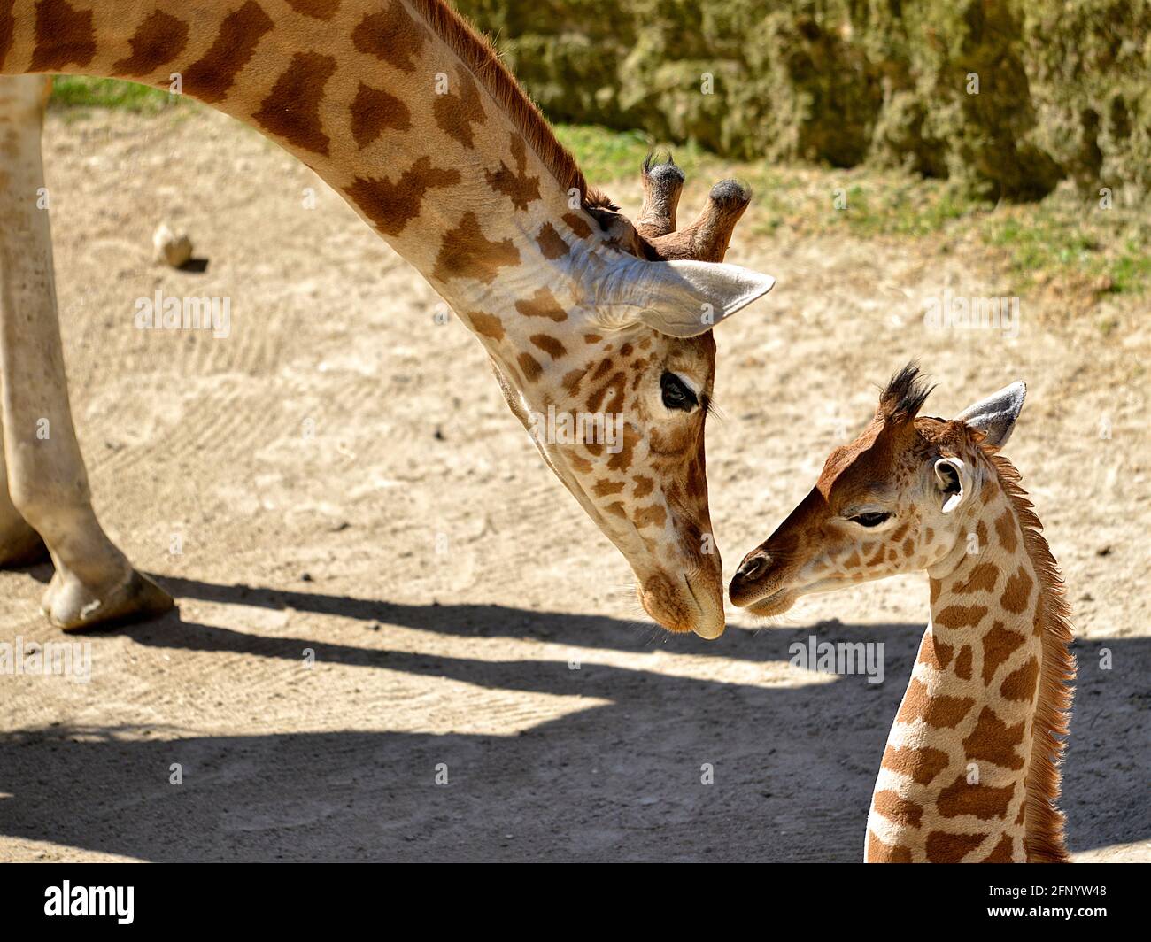 Closeup giraffe (Giraffa camelopardalis) on the ground with its baby seen from profile Stock Photo