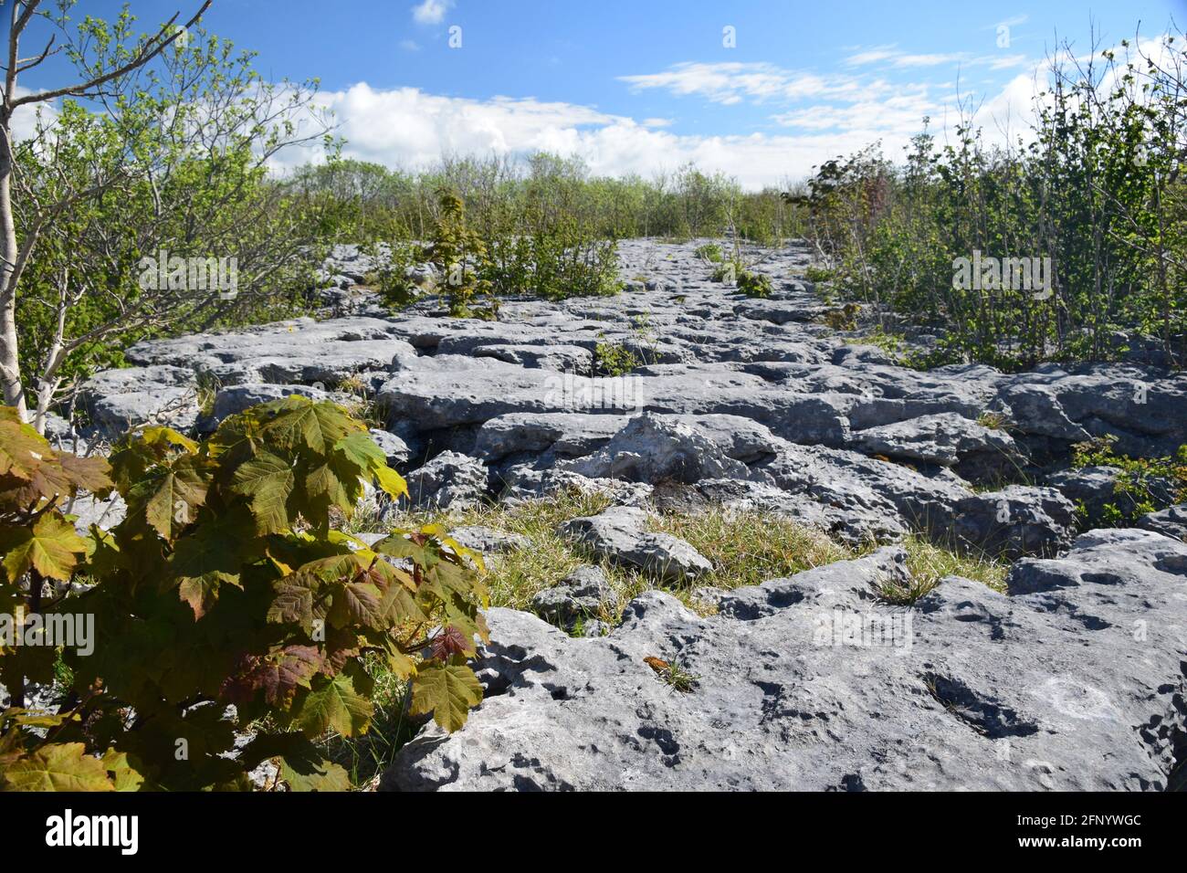 Beautiful British carboniferous limestone pavement landscape set off in lovely spring sunlite. Stock Photo