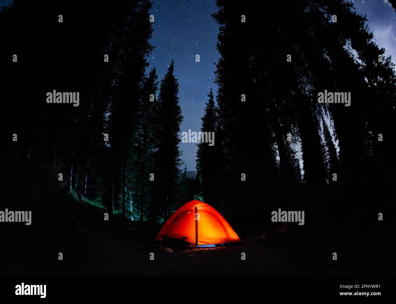 Orange gloving tent at camping in the mountain forest with spruce tree under night sky with stars Stock Photo