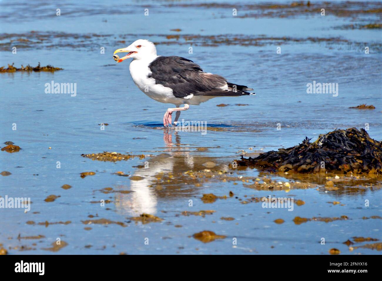 Great Black-backed Gull (Larus marinus) the feet in the water and holding a seashell in its beak Stock Photo