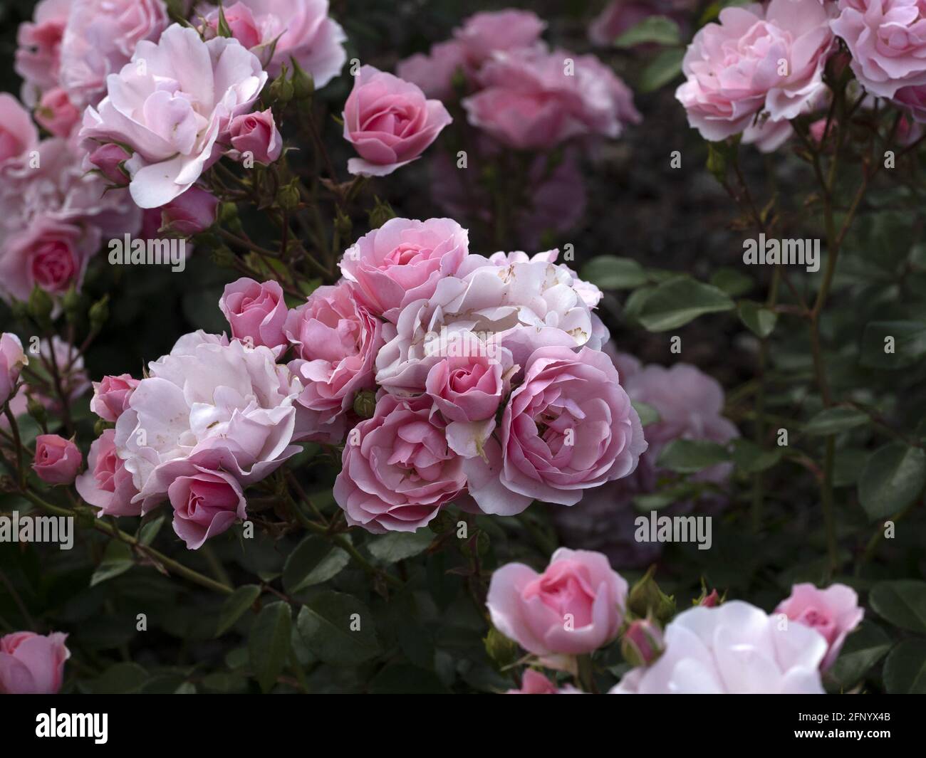 species Bonica 82 Rare rose flower at cultivation garden macro close up Stock Photo
