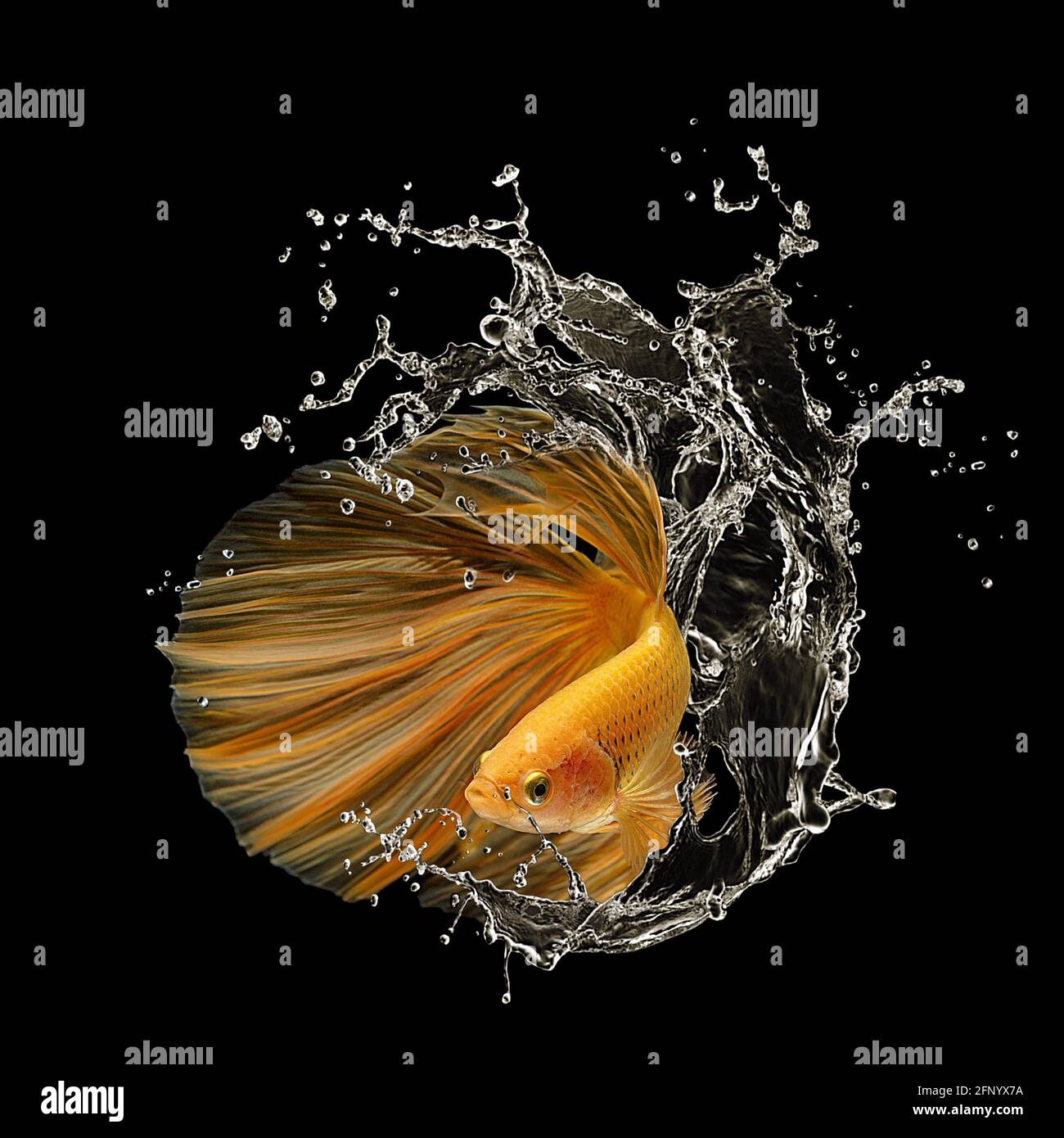 Orange betta fish splashing in water Stock Photo