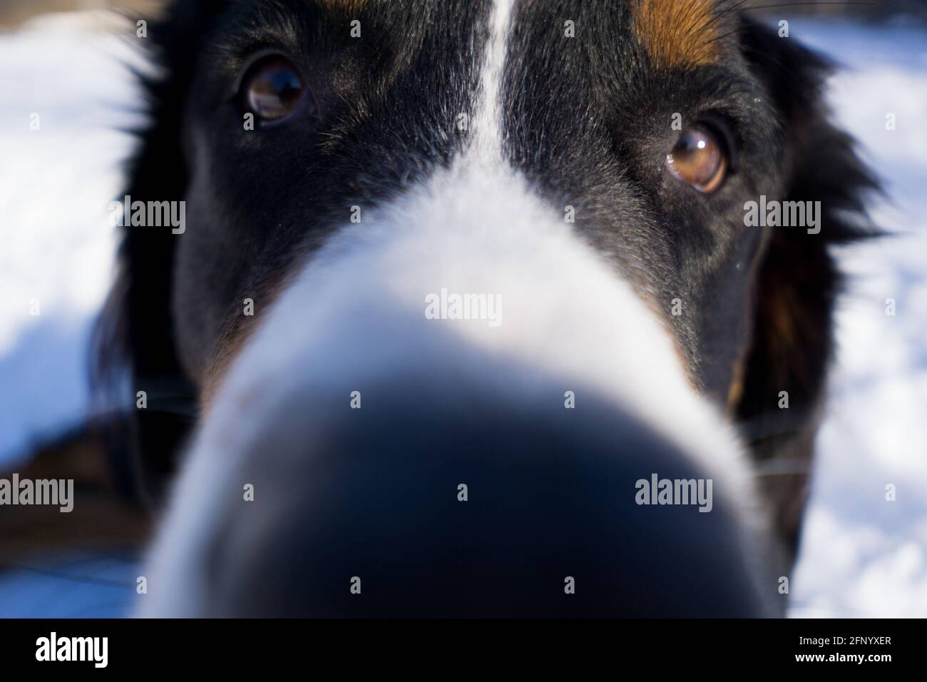 Bernese Mountain Dog extreme close up Stock Photo