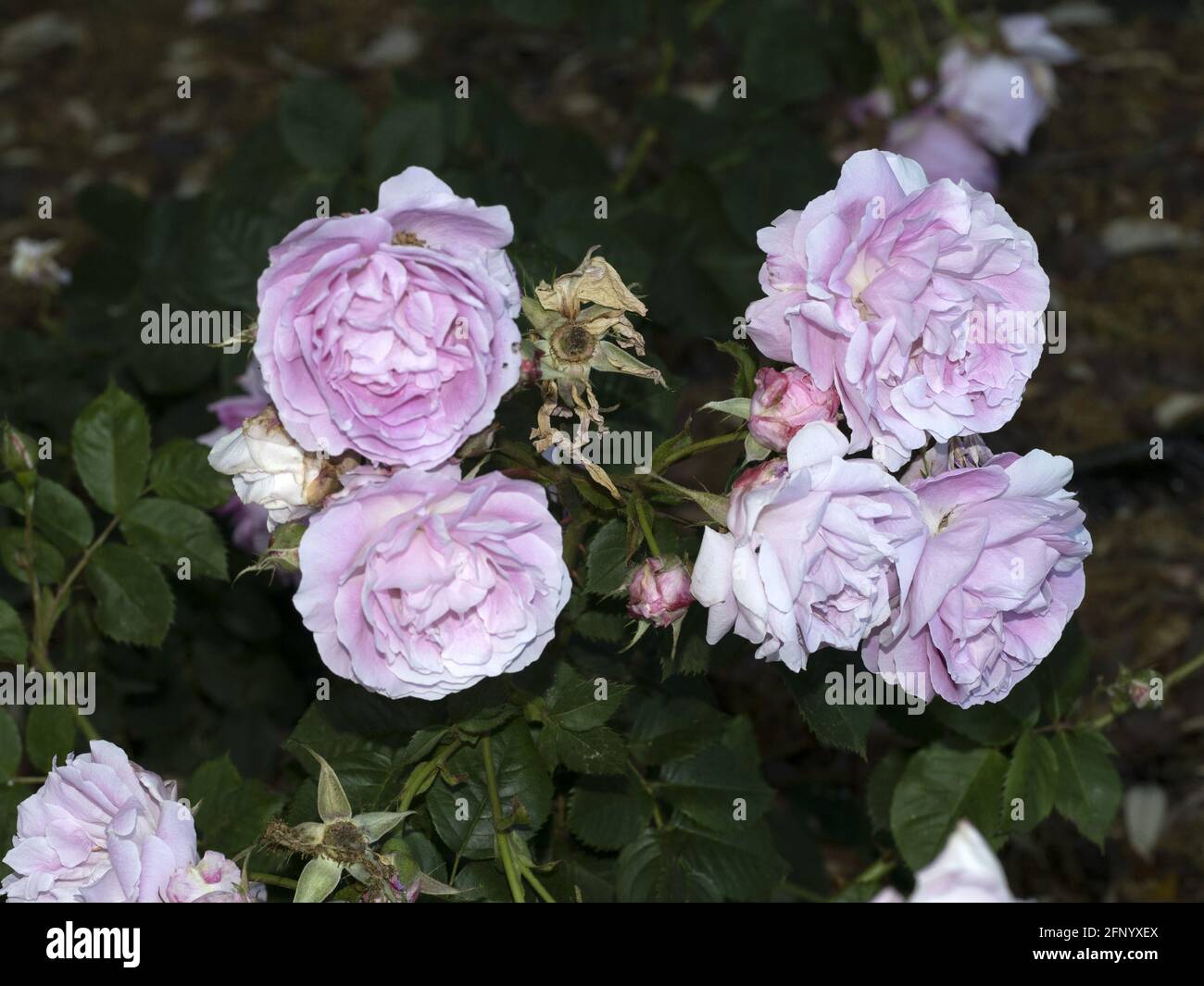 Rare rose flower at cultivation garden macro close up species Queen of Bourbons Stock Photo
