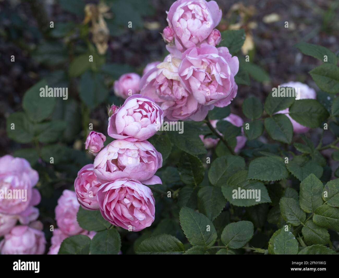 Rare rose flower at cultivation garden macro close up species Raubritter Stock Photo