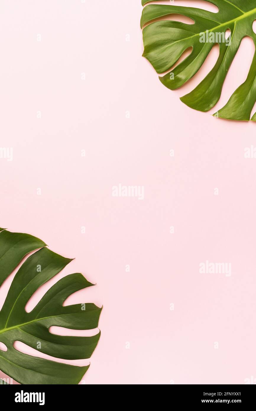 Monstera leaves on a pink background with copy space in the center Stock  Photo - Alamy
