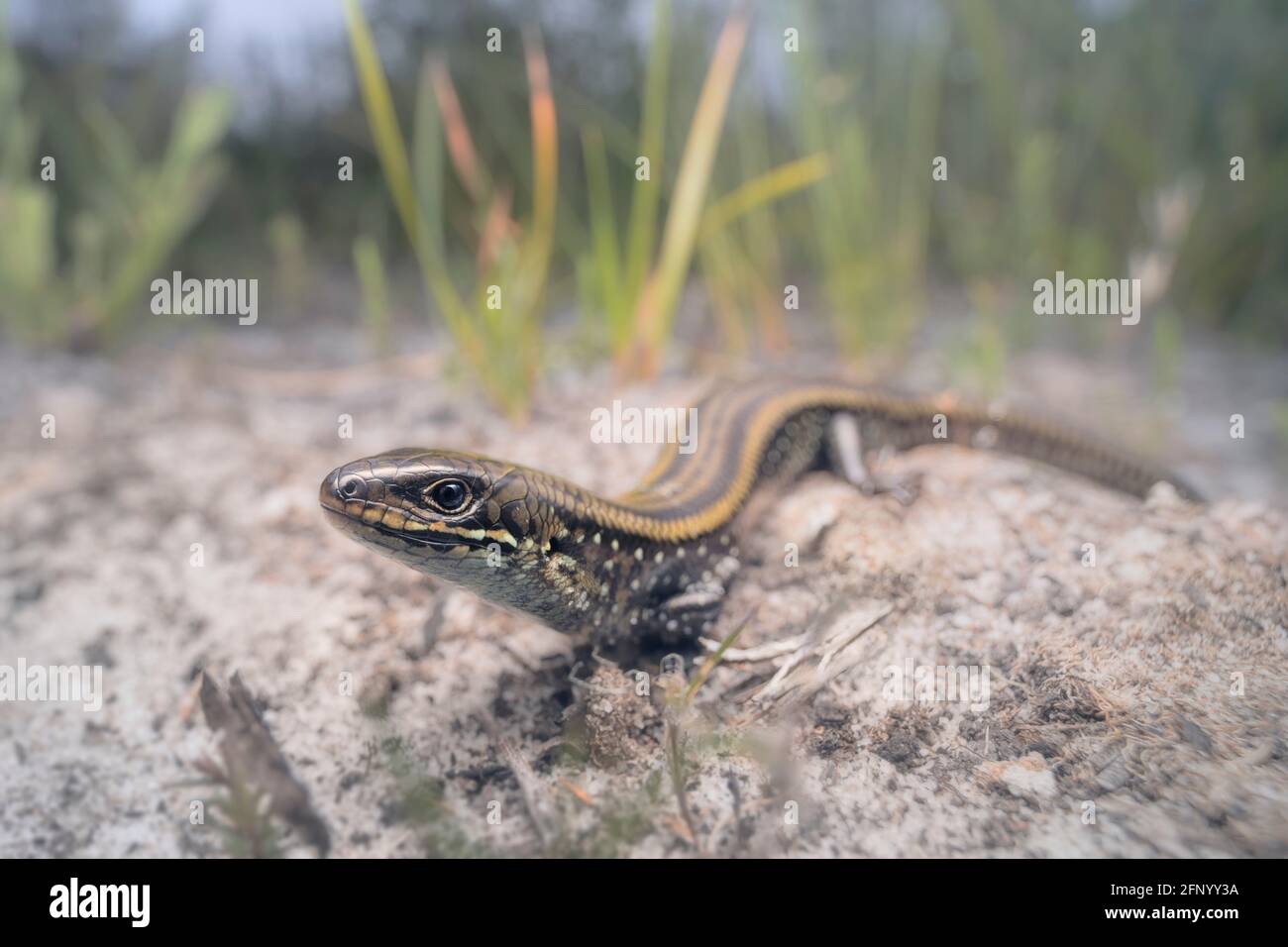 Close-up of an Eastern mourning skink (Lissolepis coventryi), Australia Stock Photo