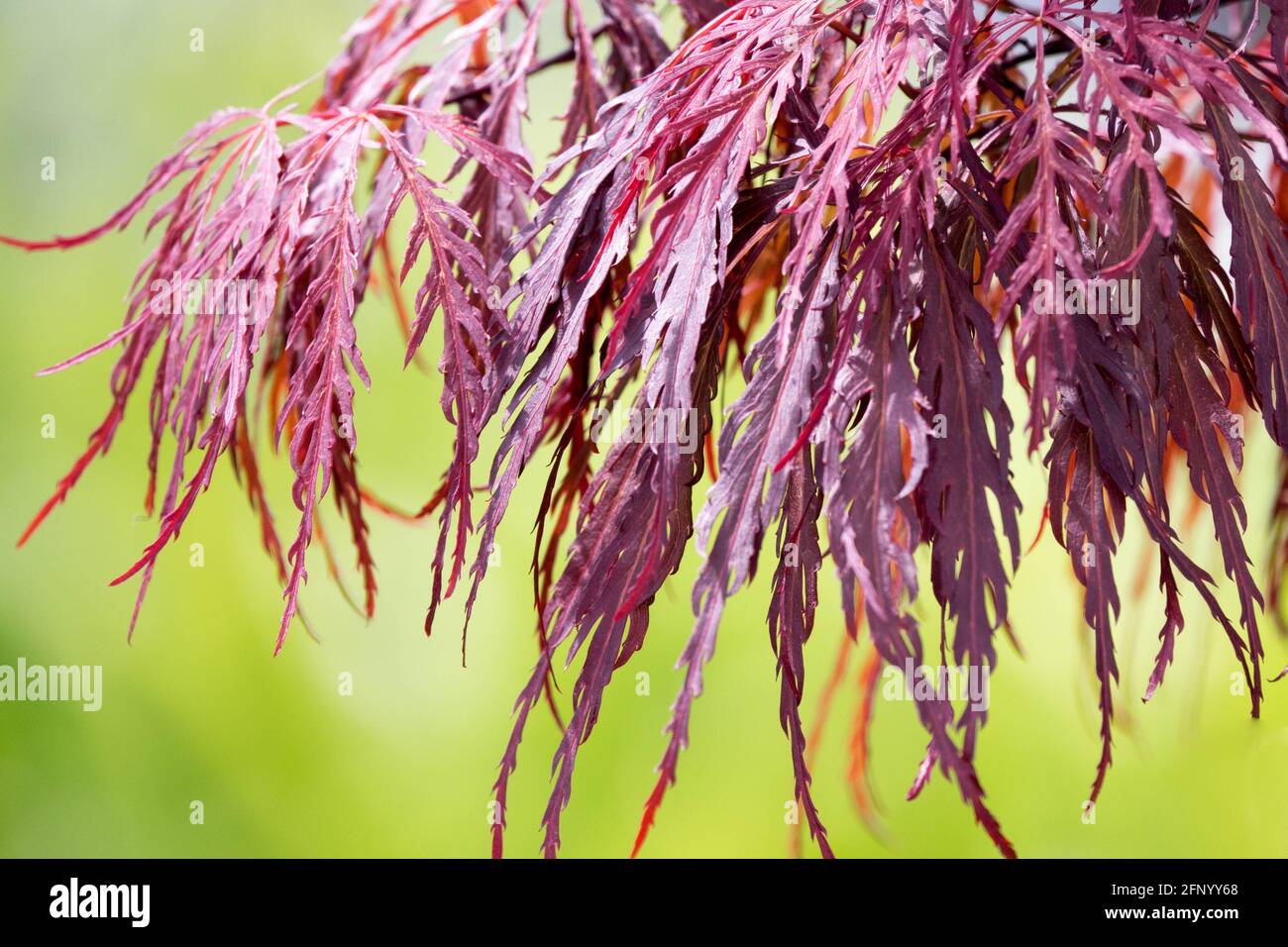 Yama hi-res stock photography and images - Alamy