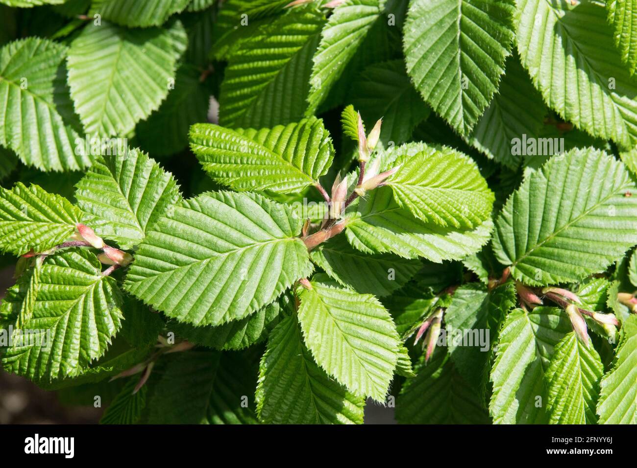 Common hornbeam leaves foliage Stock Photo