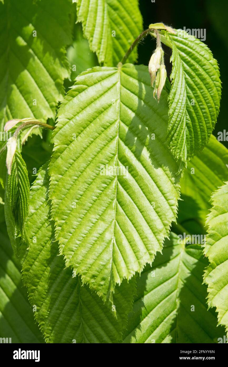 Carpinus betulus Monumentalis leaf Stock Photo