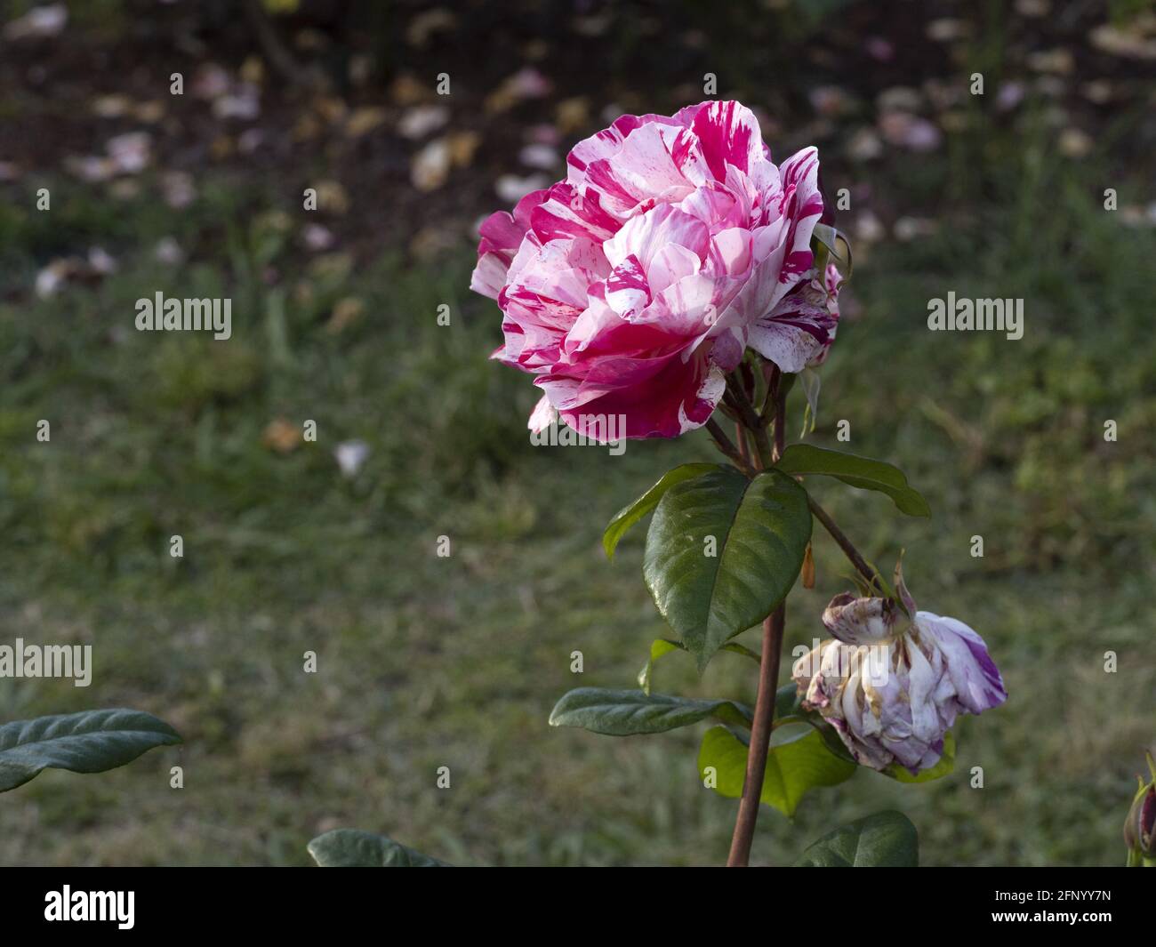 Renaissance Collection Roses Rare rose flower at cultivation garden macro close up species ...
