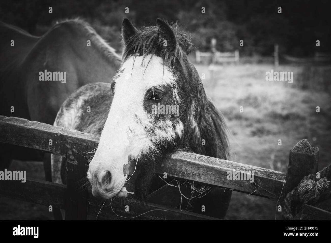 Horse looking over fence chewing Hay Stock Photo Alamy