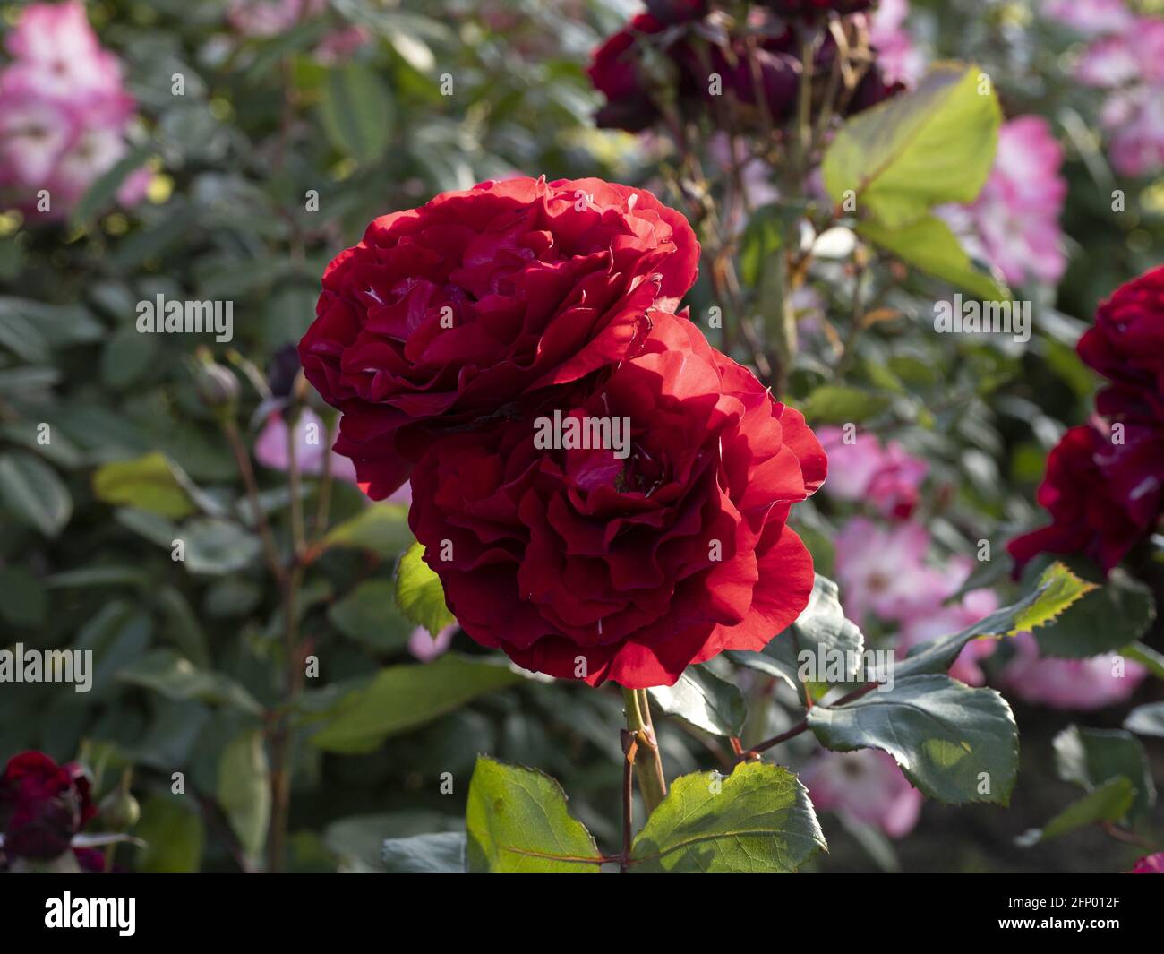 Rare rose flower at cultivation garden macro close up species Stock ...