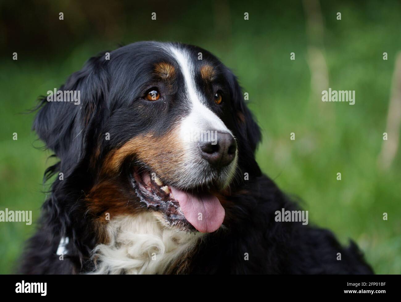 portrait of Bernese mountain dog panting Stock Photo
