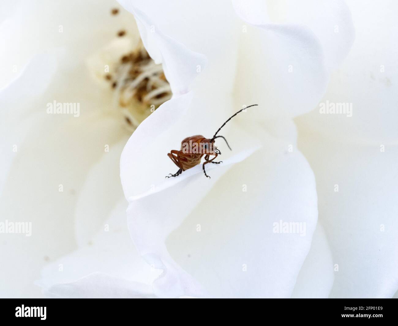 insect inside a white rose petal macro close up Stock Photo - Alamy