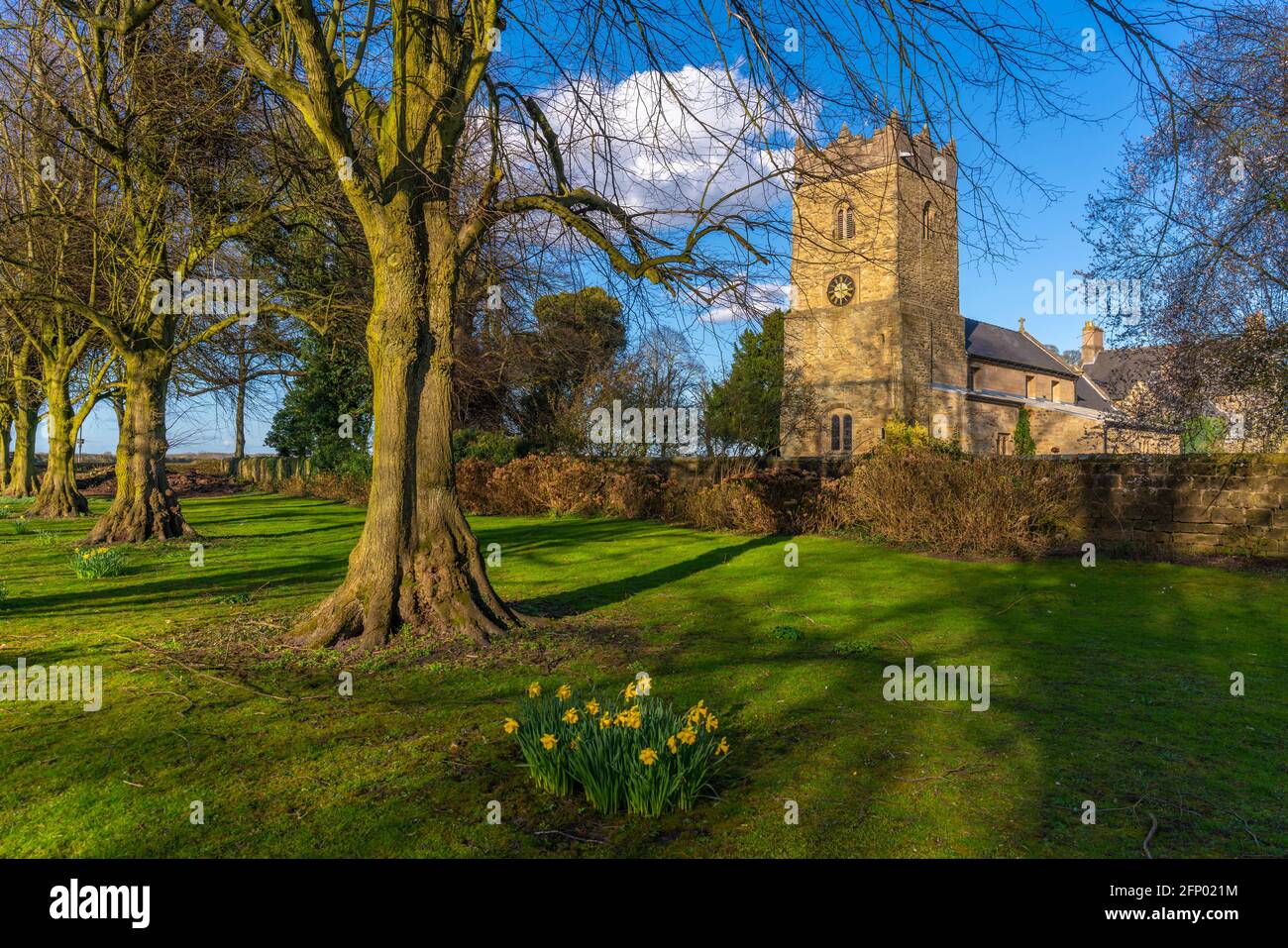 View of daffodils and St Katherine's Church, Teversal near Sutton in ...