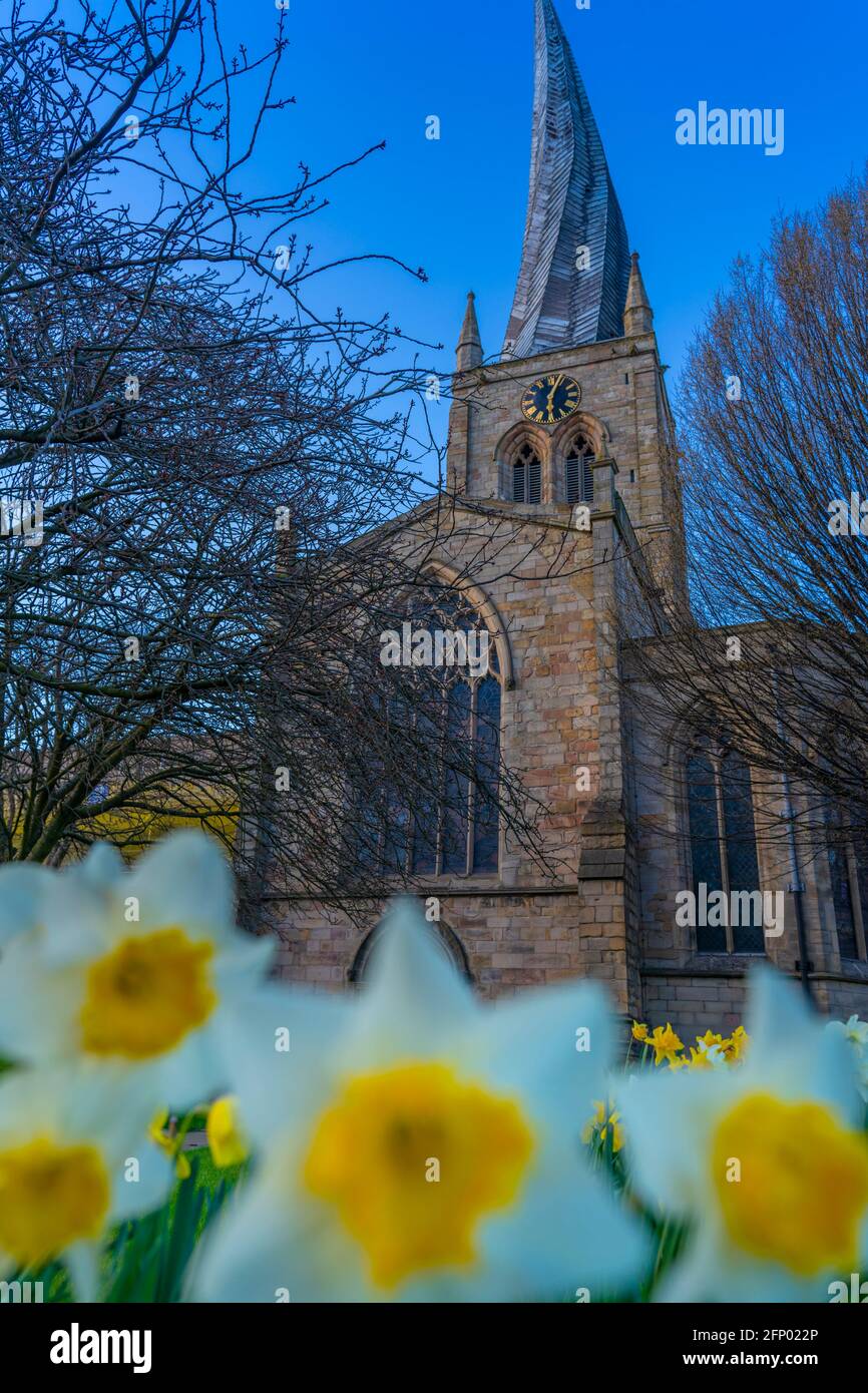 View of Chesterfield Parish Church (Crooked Spire) and daffodils, Chesterfield, Derbyshire, England, United Kingdom, Europe Stock Photo