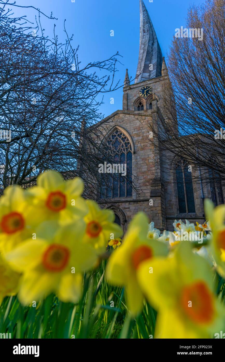 View of Chesterfield Parish Church (Crooked Spire) and daffodils, Chesterfield, Derbyshire, England, United Kingdom, Europe Stock Photo