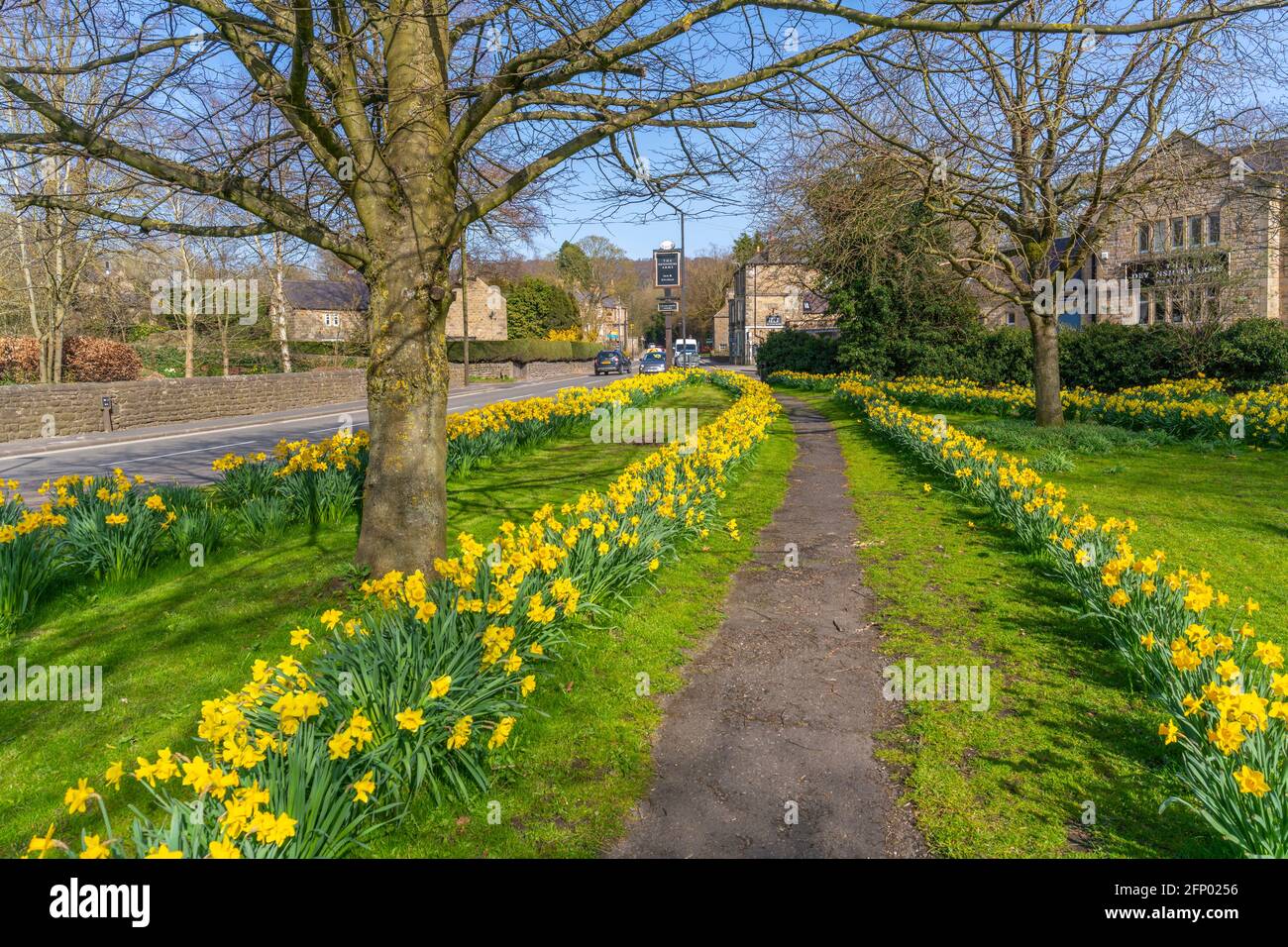 View of daffodils in Baslow, Derbyshire, Peak District National Park ...
