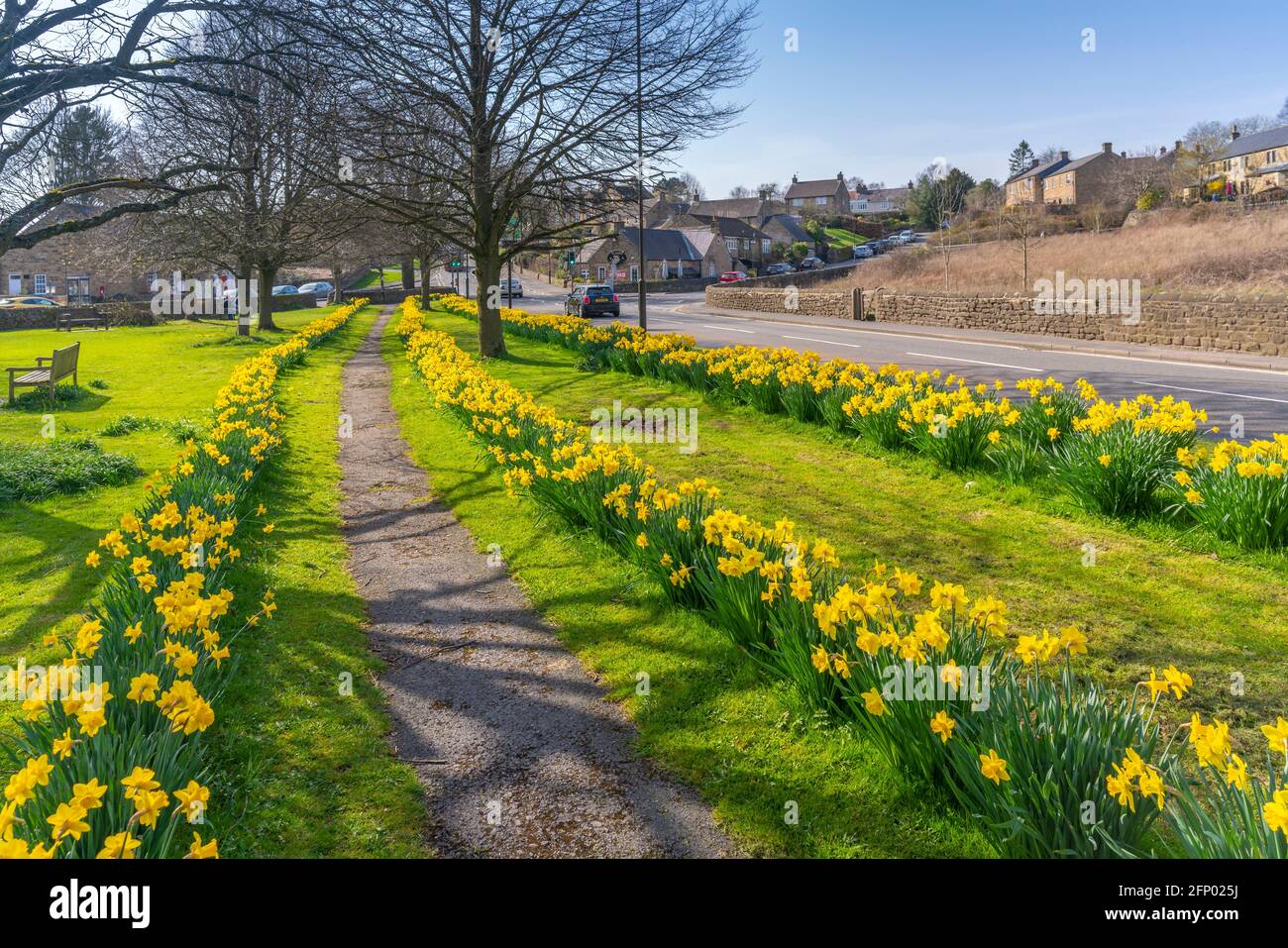 View of daffodils in Baslow, Derbyshire, Peak District National Park ...