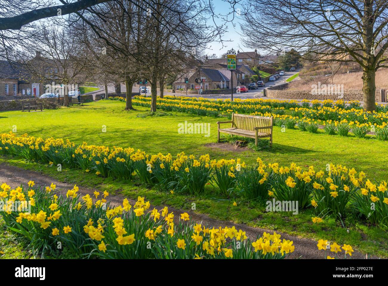 View of daffodils in Baslow, Derbyshire, Peak District National Park ...