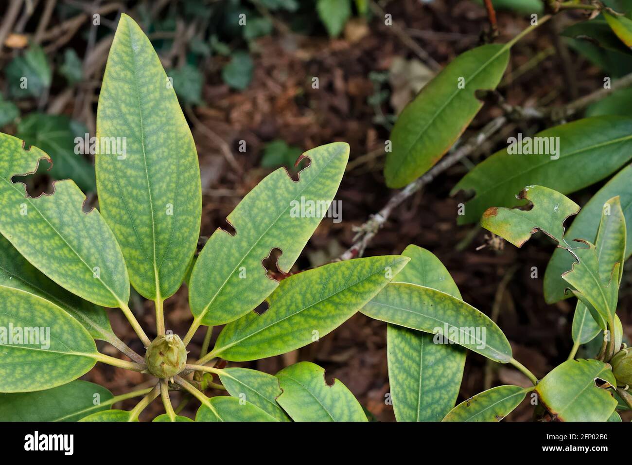 Rhododendron's leaves damaged by the disease in the spring garden Stock Photo