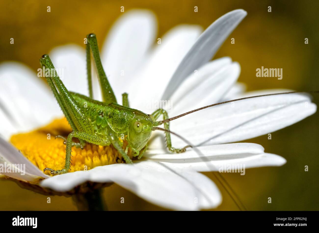 Macro conehead cricket on daisy flower (genus Conocephalus) Stock Photo