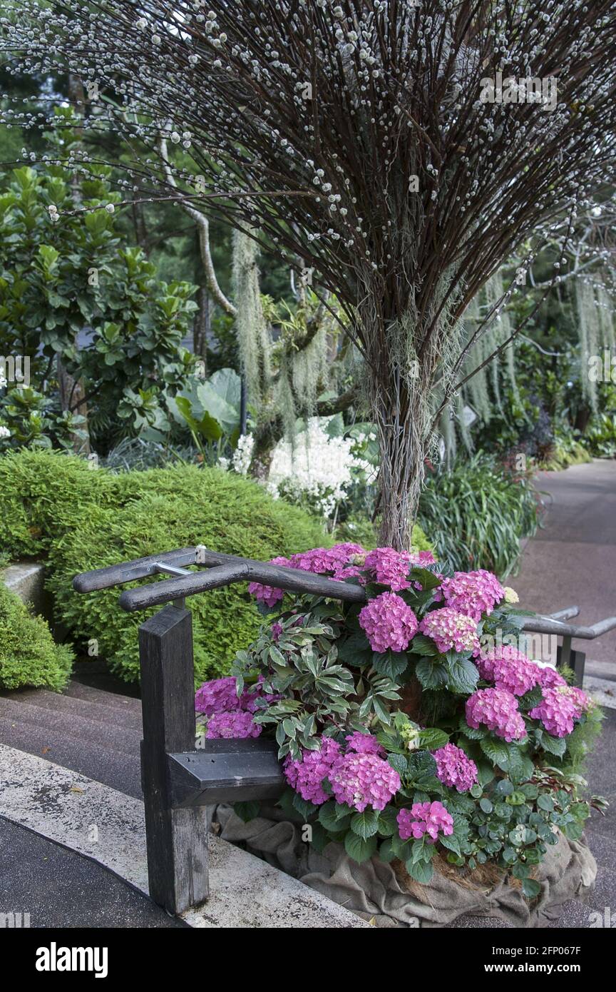 Singapore, Singapur, Asia, Asien; Botanic Garden; pink hydrangea at the stair railing; Eine Gasse im Botanischen Garten Stock Photo