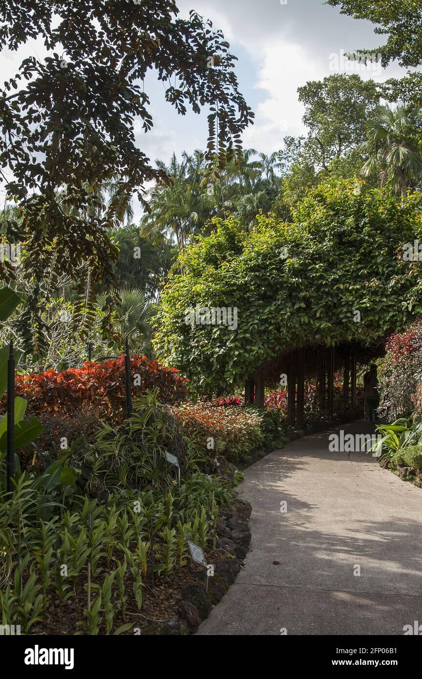 Singapore, Singapur, Asia, Asien; Botanic Garden; An alley in the botanical  garden surrounded by exotic plants; Eine Gasse im Botanischen Garten Stock  Photo - Alamy