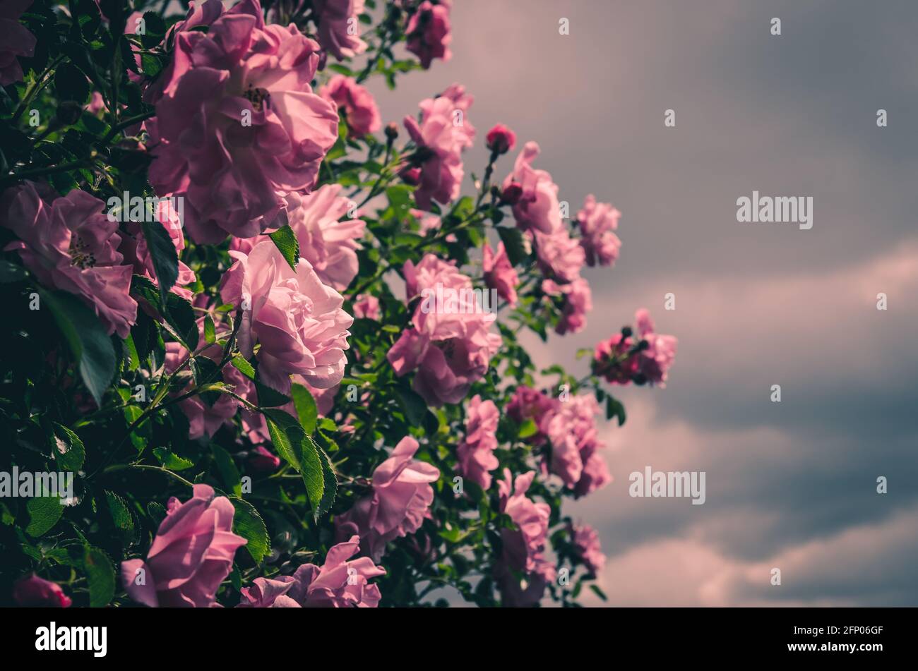 blossoming bush of pink roses dramatic effect Stock Photo