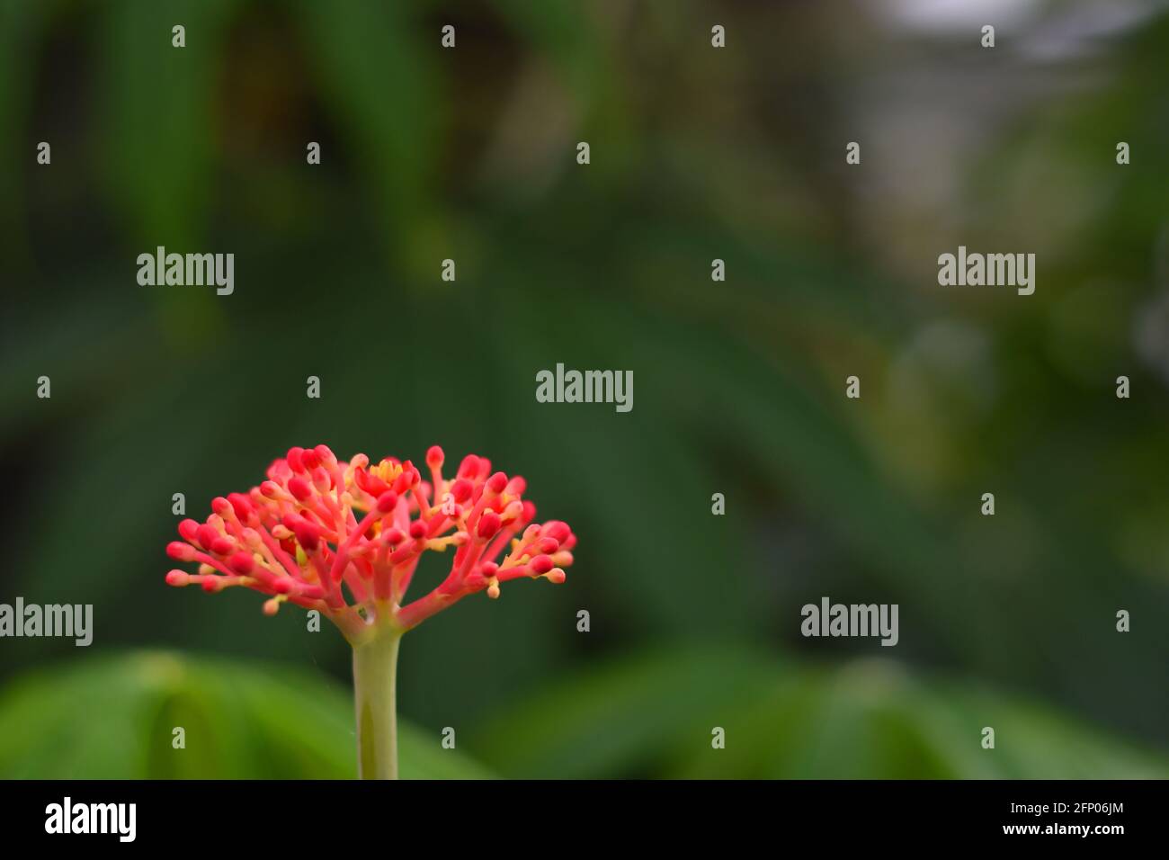 Jatropha multifada flower with blur background Stock Photo