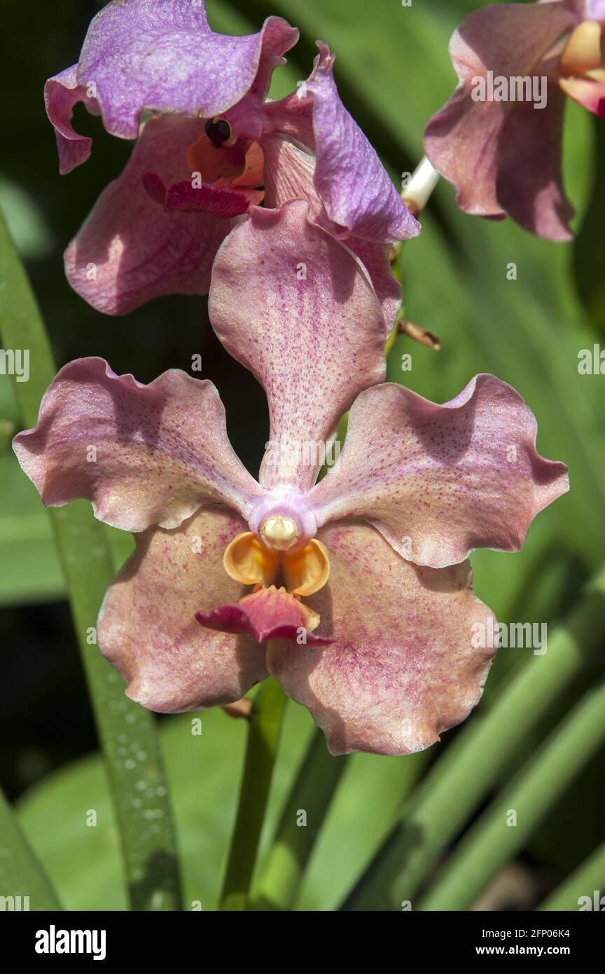 Singapore, Singapur, Asia, Asien; Botanic Garden; Botanischer Garten; Orchid flower in pastel colors close up; Orchid in Pastellfarben Nahaufnahme Stock Photo