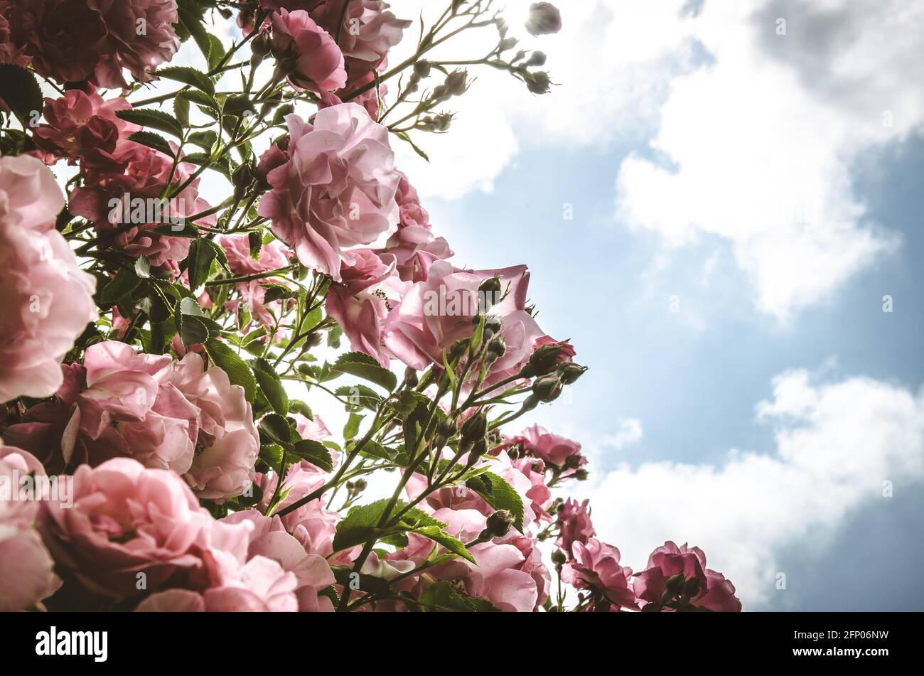 blossoming bush of pink roses dramatic effect and blue sky with clouds Stock Photo