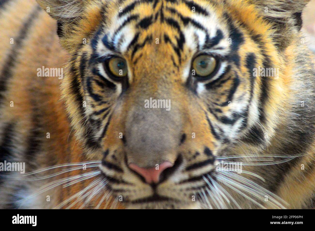 the face of a tiger photo Stock Photo