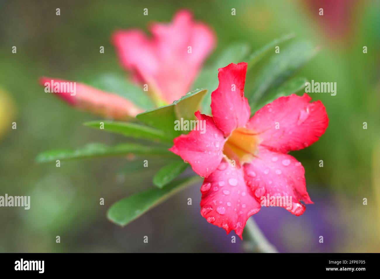 A close up photo of Desert rose (Adenium obesum) covered by raindrops Stock Photo