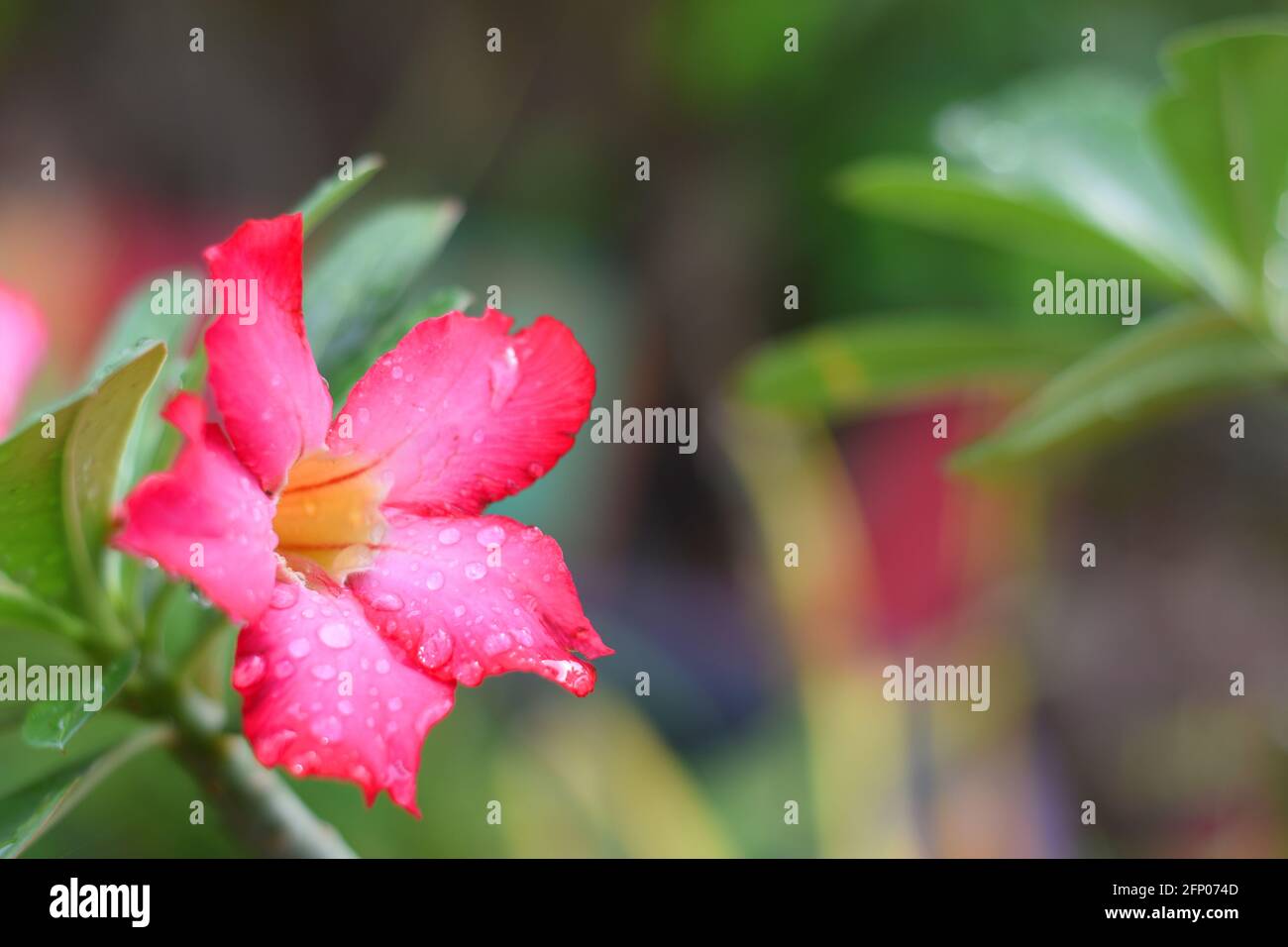 A close up photo of Desert rose (Adenium obesum) covered by raindrops Stock Photo