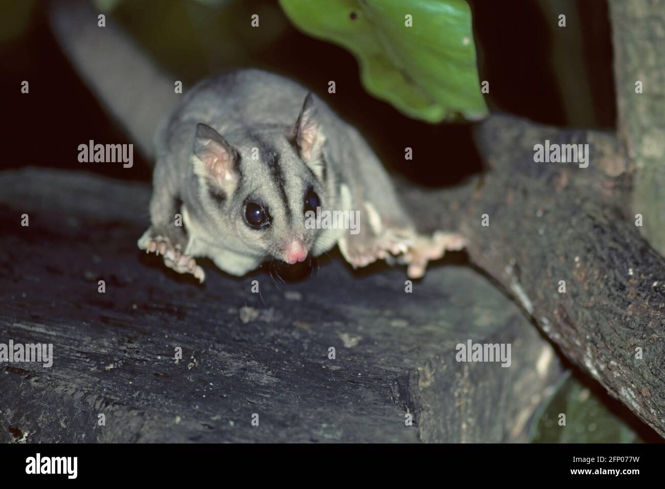 Sugar glider australia hires stock photography and images Alamy