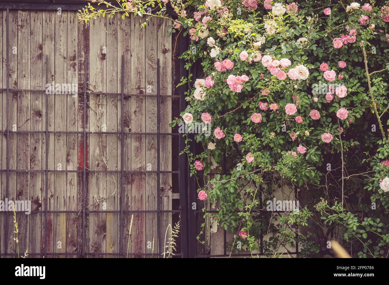 bush of pink roses and wooden fence Stock Photo - Alamy