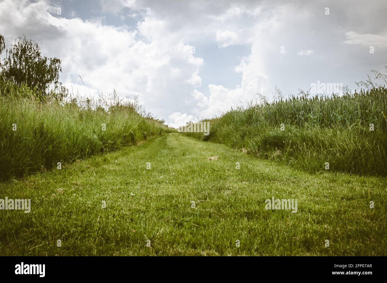 rural road through grass meadow in dramatic effect Stock Photo