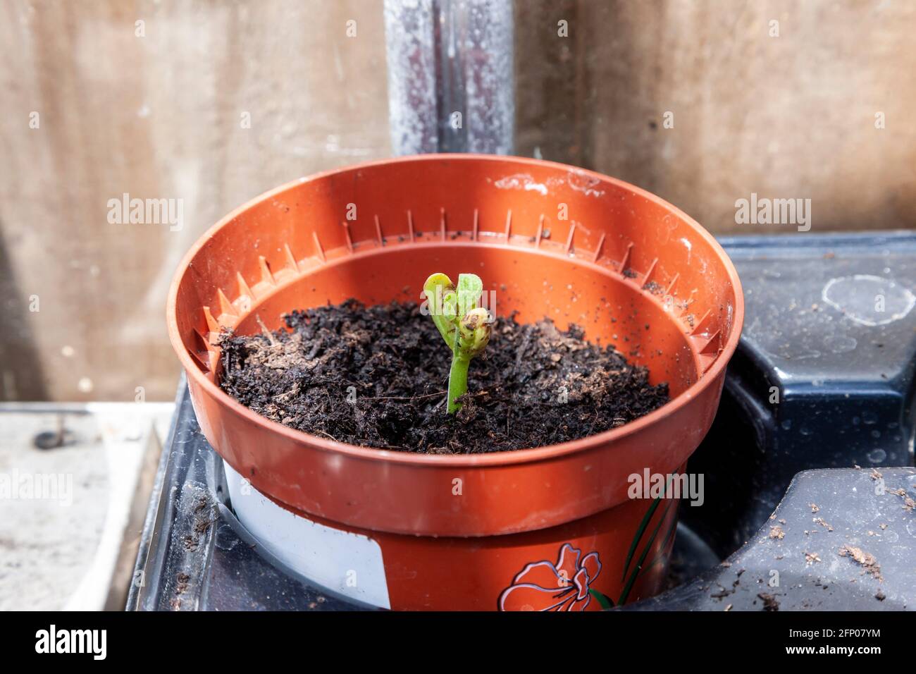Runner beans in the greenhouse just sprouting planted in pots to grow
