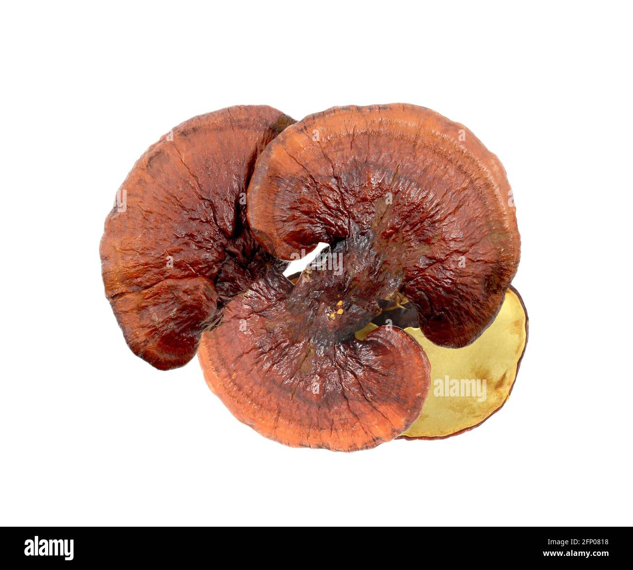 lingzhi mushroom on white background Stock Photo Alamy