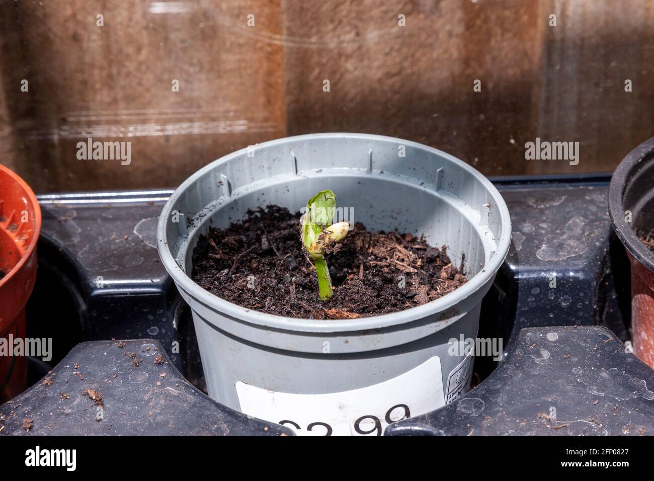 Runner beans in the greenhouse just sprouting planted in pots to grow