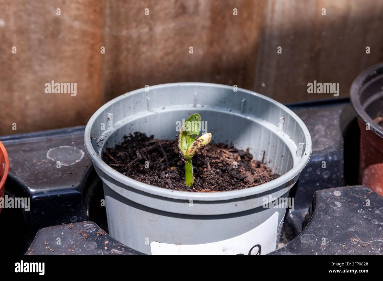 Runner beans in the greenhouse just sprouting planted in pots to grow