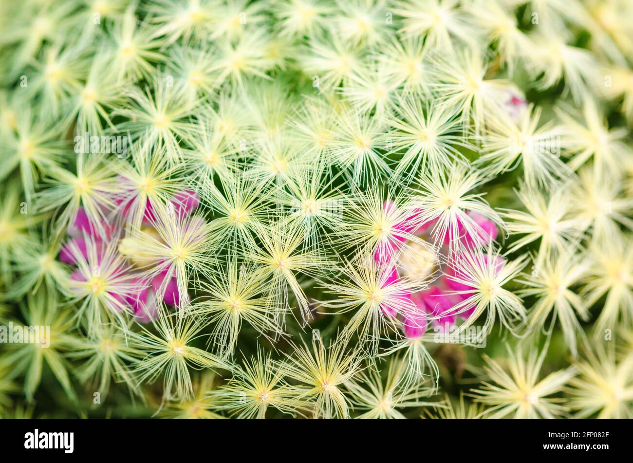 Close up mammillaria carmenae cactus blooming flowers. Stock Photo